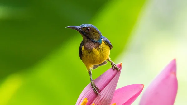 Fågel (brunstrupig sunbird) på banan blomma — Stockfoto