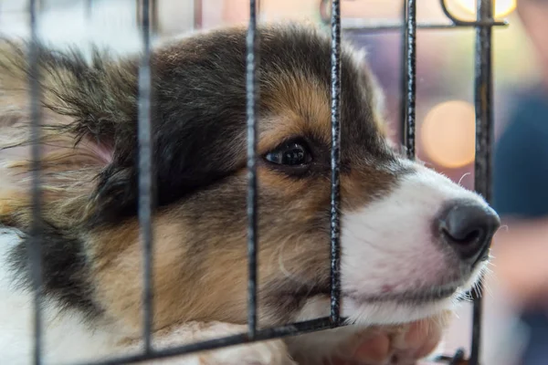 Cachorro en jaula de perro con tristeza — Foto de Stock