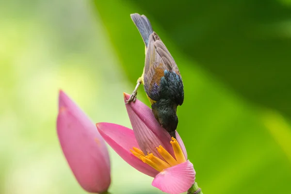 Oiseau (sunbird à gorge brune) sur fleur de banane — Photo