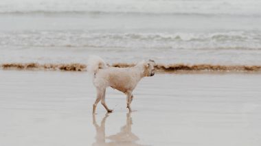 Kumsalda mutlu eğlenceli çalışan köpek denizde yolculuk ettiğinizde