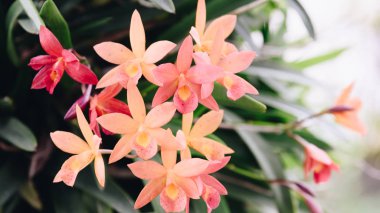 Çiçek (Salepgiller veya orkide çiçek)