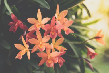 Çiçek (Salepgiller veya orkide çiçek)