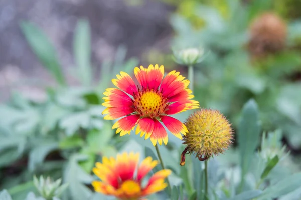 Flor (Zinnia, Zinnia violacea Cav.) en el jardín —  Fotos de Stock