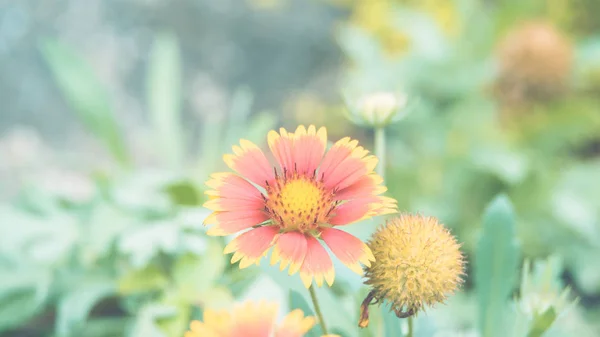 Flor (Zinnia, Zinnia violacea Cav.) en el jardín —  Fotos de Stock