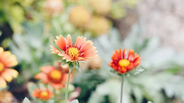 Flor (Zinnia, Zinnia violacea Cav.) en el jardín —  Fotos de Stock