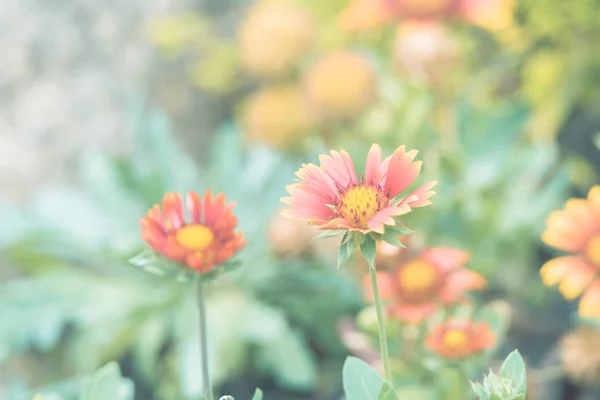 Flor (Zinnia, Zinnia violacea Cav.) en el jardín —  Fotos de Stock