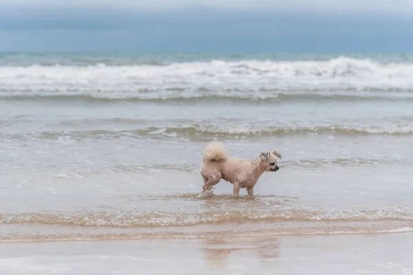 Perro corriendo diversión feliz en la playa cuando viaja en el mar —  Fotos de Stock