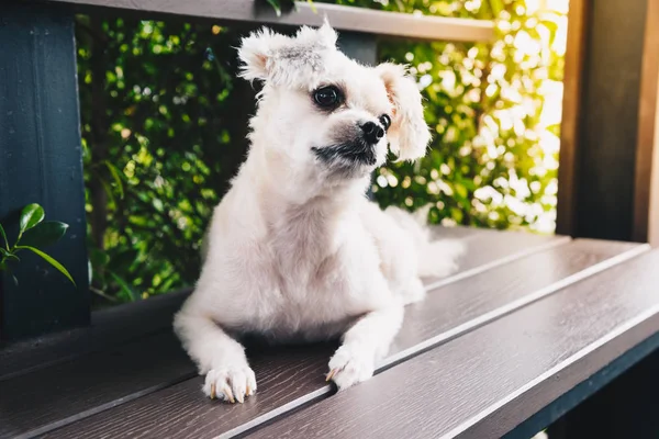 Hunden sitter i café tittar på något — Stockfoto