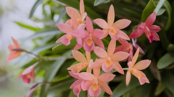 Flor (Orchidaceae ou flor de orquídea ) — Fotografia de Stock