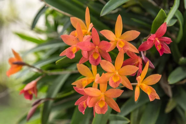 Çiçek (Salepgiller veya orkide çiçek)