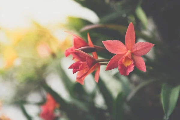 Flor (Orchidaceae o flor de la orquídea ) —  Fotos de Stock