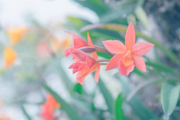 Flor (Orchidaceae o flor de la orquídea ) —  Fotos de Stock