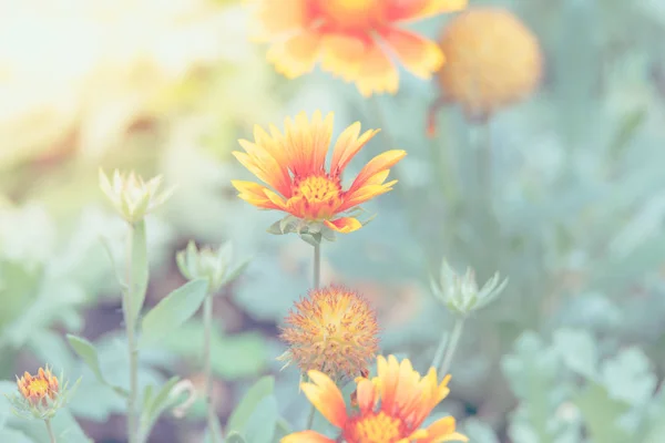 Flor (Zinnia, Zinnia violacea Cav.) en el jardín —  Fotos de Stock