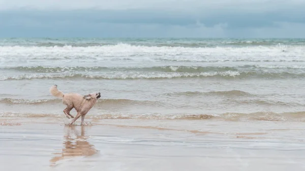 Perro corriendo diversión feliz en la playa cuando viaja en el mar —  Fotos de Stock