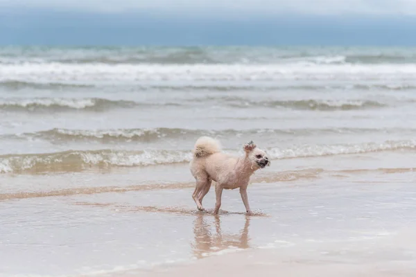 Perro corriendo diversión feliz en la playa cuando viaja en el mar —  Fotos de Stock