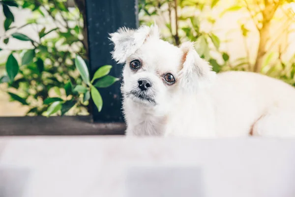 Hunden sitter i café tittar på något — Stockfoto