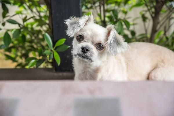 Dog sitting in cafe looking at something — Stock Photo, Image