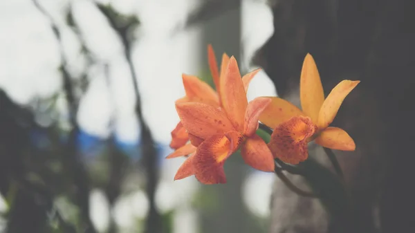 Flor (Orchidaceae o flor de la orquídea ) —  Fotos de Stock