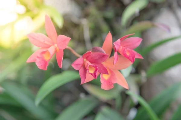 Květ (Orchidaceae nebo květ orchideje) — Stock fotografie