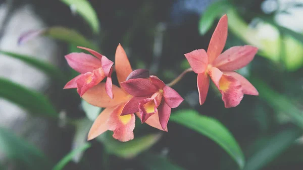 Flor (Orchidaceae o flor de la orquídea ) —  Fotos de Stock