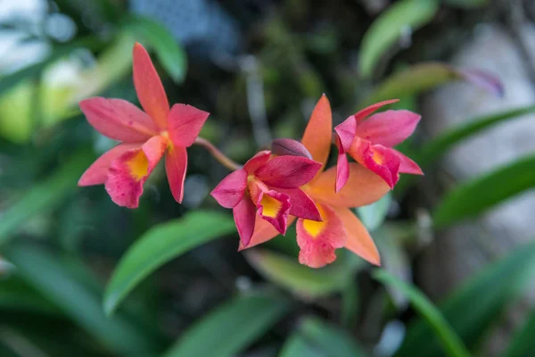 Květ (Orchidaceae nebo květ orchideje) — Stock fotografie