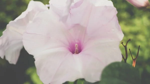 Flor (Flor del árbol de la gloria de la mañana, Convolvulaceae ) —  Fotos de Stock