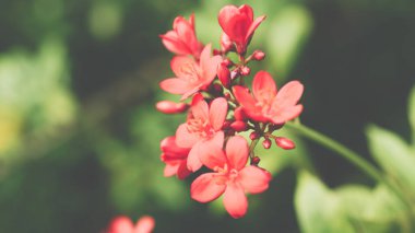 Çiçek (Peregrina, baharatlı Jatropha çiçek)