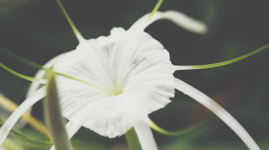 Çiçek (Hymenocallis littoralis, plaj örümcek zambak)