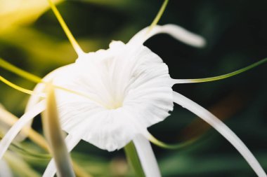 Çiçek (Hymenocallis littoralis, plaj örümcek zambak)