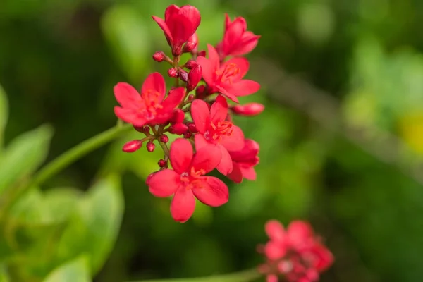 Flor (Peregrina, Flor de jatrofa picante ) — Foto de Stock