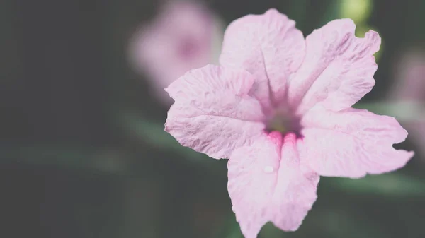 Flor (Ruellia, Flor de Petunia mexicana enana ) —  Fotos de Stock