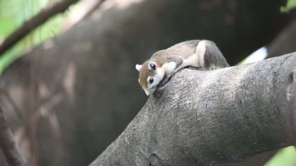 Egern brun farve på et træ i naturen vild – Stock-video