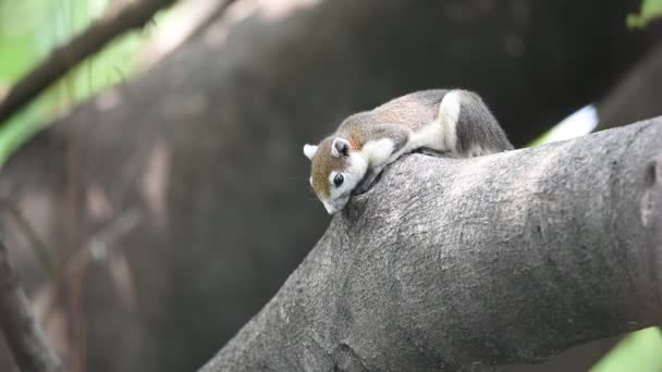 Squirrel brown color on a tree in the nature wild — Stock Video