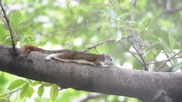 Wiewiórka brązowy kolor na drzewie w dzikiej przyrody — Wideo stockowe