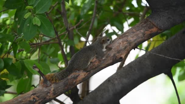 Écureuil couleur brune sur un arbre dans la nature sauvage — Video