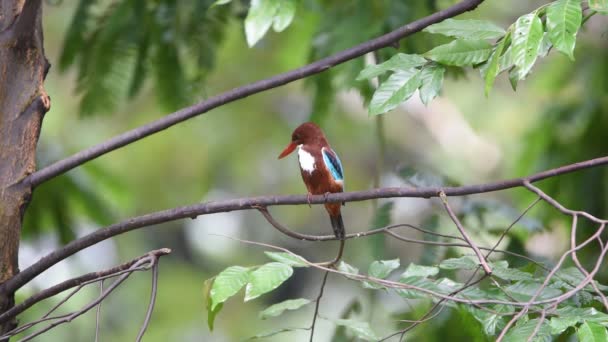 Vahşi doğada kuş (Beyaz boğazlı Kingfisher) — Stok video