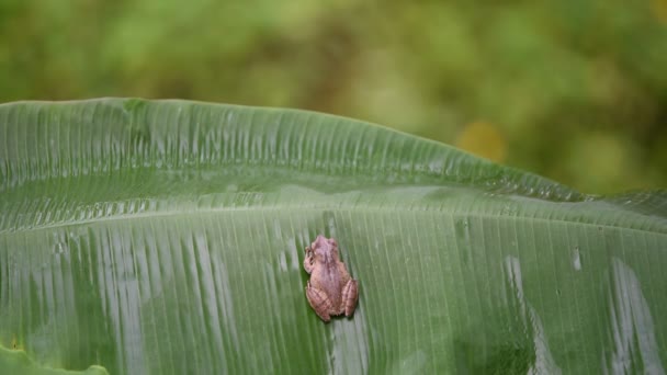 Žába je obojživelný zvířat volně žijících živočichů na banánový list