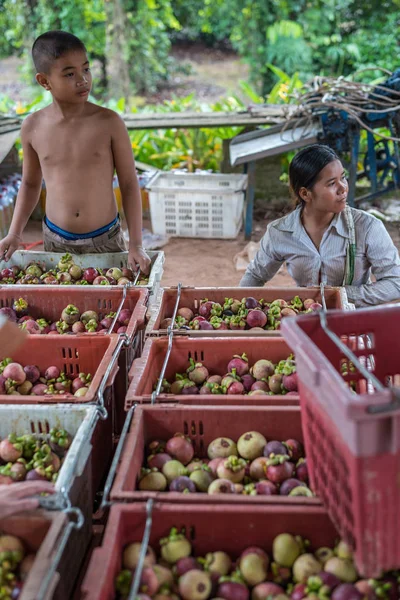 Mangostino una reina de frutas en el mercado de frutas, granja — Foto de Stock