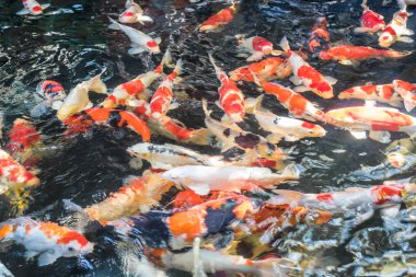 Japon Koi adında sazan balık suda yaşayan bir hayvandır