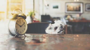 Tatlı köpeğe bak bir şey kahve dükkanında saati ile