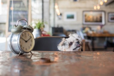 Tatlı köpeğe bak bir şey kahve dükkanında saati ile