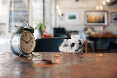 Tatlı köpeğe bak bir şey kahve dükkanında saati ile