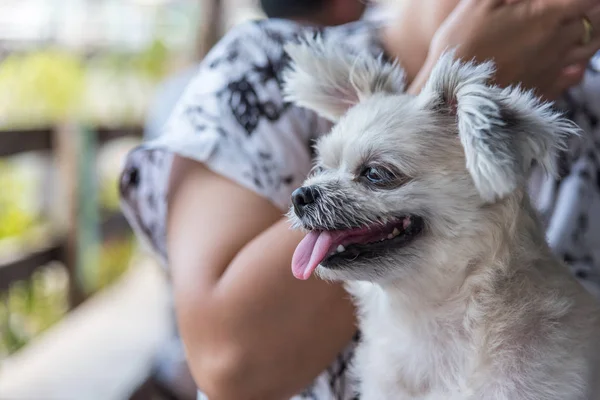 Asiatiska kvinnor och hund i kaféet café — Stockfoto