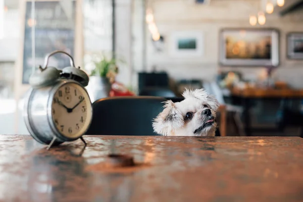 Sweet dog look something in coffee shop with clock — Stock Photo, Image