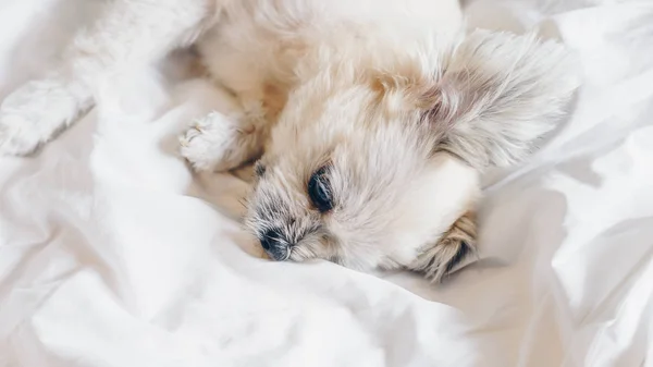 Tatlı köpek uyku beyaz peçe yatağa yatıyor — Stok fotoğraf