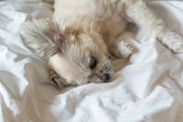 Tatlı köpek uyku beyaz peçe yatağa yatıyor — Stok fotoğraf