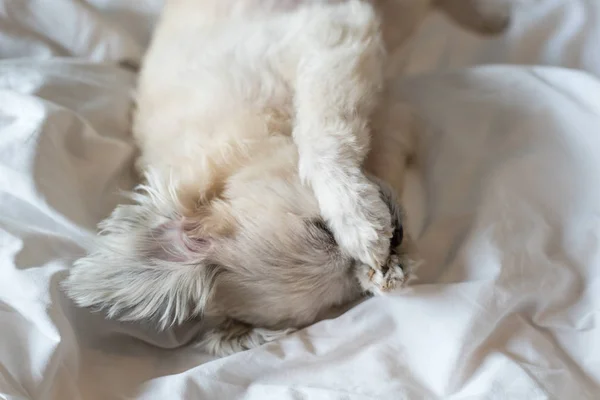 Doce cão sono encontra-se em uma cama de branco véu — Fotografia de Stock