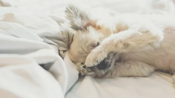 Doce cão sono encontra-se em uma cama de branco véu — Fotografia de Stock