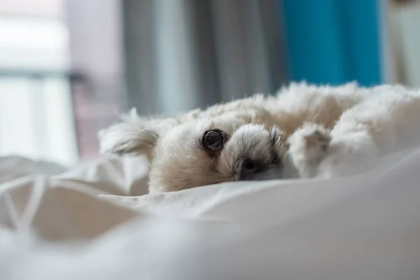 Söt hund sömn ligger på en bädd av vit slöja — Stockfoto