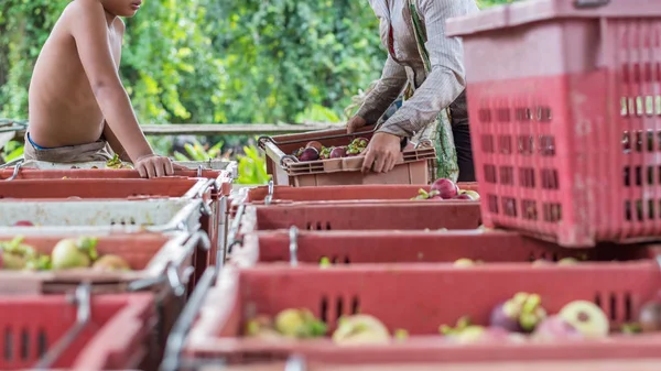 Mangosteen a queen of fruit at fruit market, farm — Stock Photo, Image